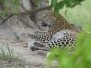 Botswana Moremi Leopard