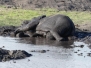 Botswana Chobe Elefantenschlammbad