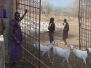 Tansanien Farmtiere Zählung