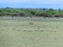 Botswana Kalahari Gepard