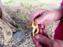 Tansanien Kleine Feigen grosser Feigenbaum
