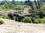 Tansanien Marariver Elefanten