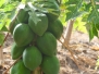 Tansanien Papaya