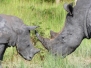 Uganda Rhino Mutter und Jungtier
