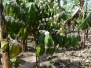 Uganda Rukararwe blühende Kaffeepflanze