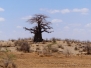 Tansanien Schöne Baobab Bäume