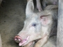 Tansanien Schweinemüde 
