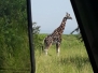 Ugana Murchison Giraffen