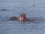 Uganda Murchison Nilpferde