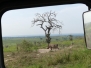 Uganda Murchison Wildschweine