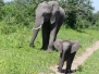 Botswana Chobe NP